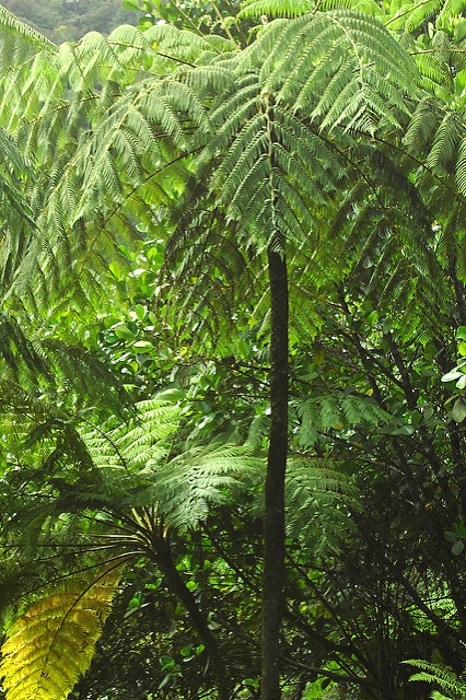 Cyathea arborea (Cyathea arborea)