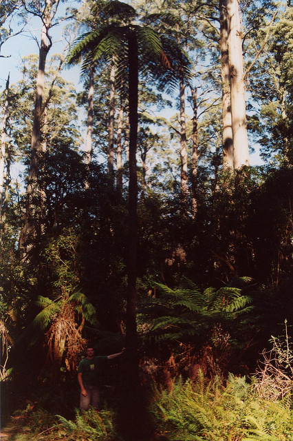 Fougère arborescente