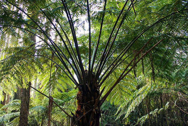 Fougère arborescente