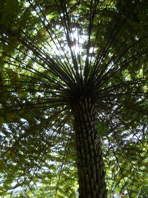 Fougère arborescente