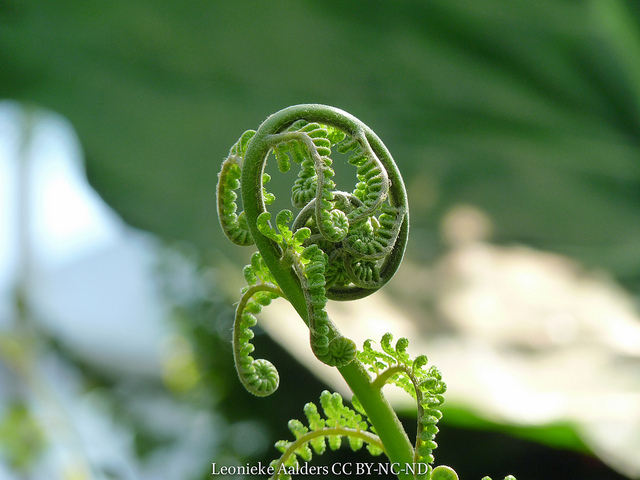 Fougère arborescente (Cyathea australis)