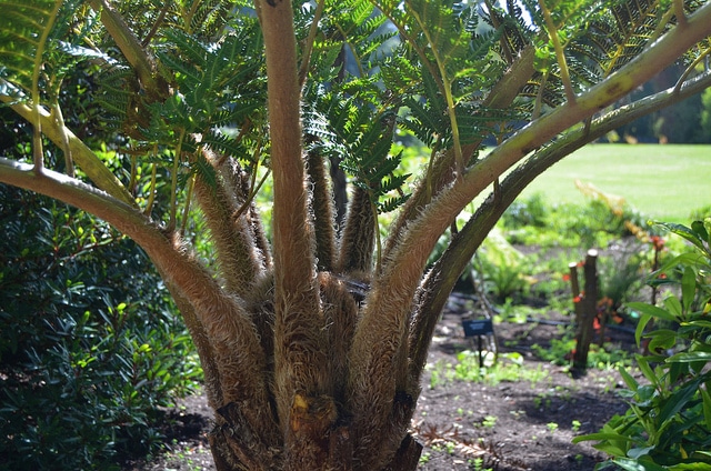 Cyathea brownii