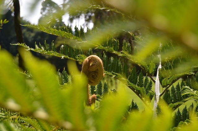 Cyathea brownii