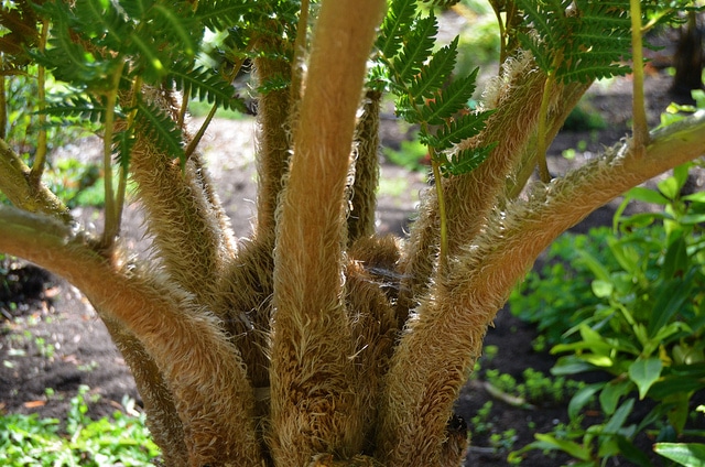 Cyathea brownii (Cyathea brownii)