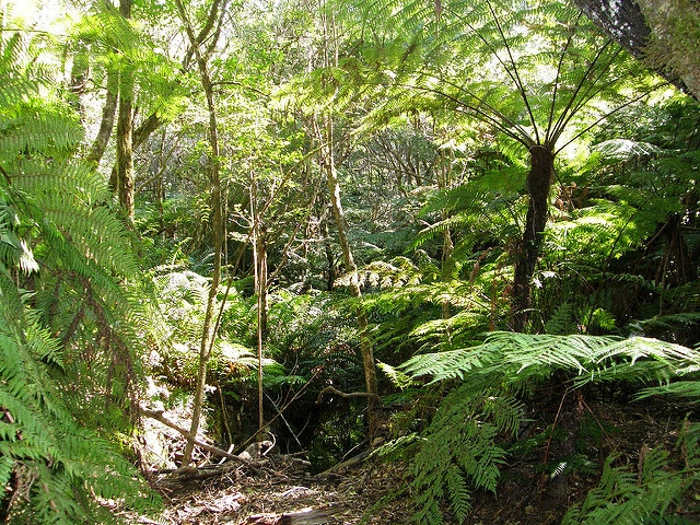 Cyathea capensis