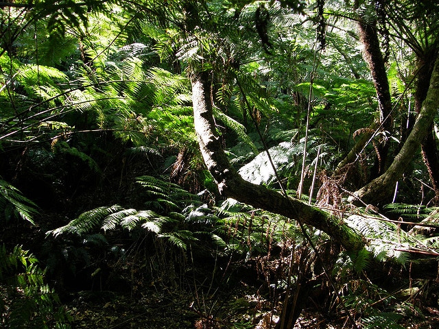 Cyathea capensis (Cyathea capensis)