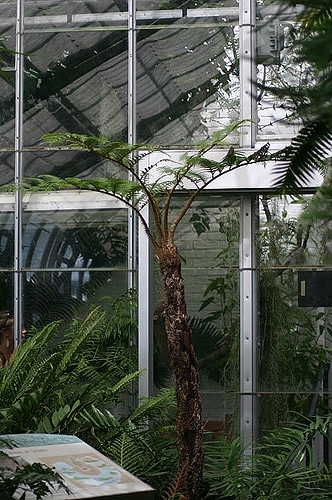Cyathea cooperi