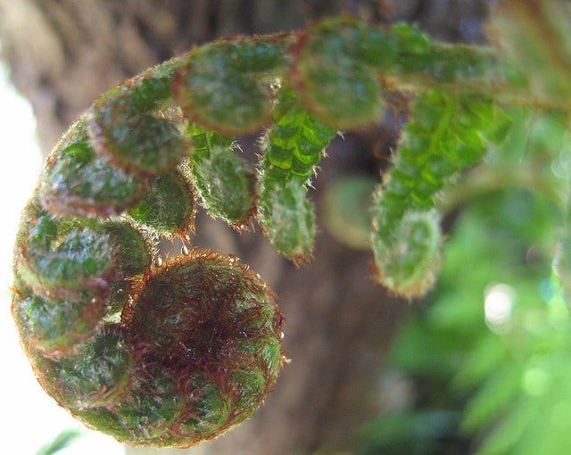 Cyathea cooperi
