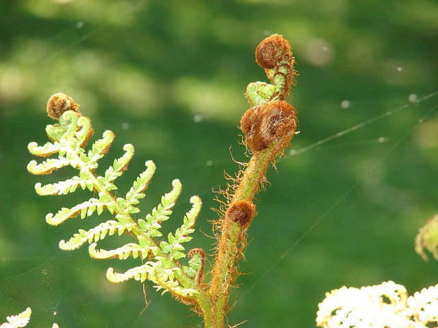 Cyathea cooperi