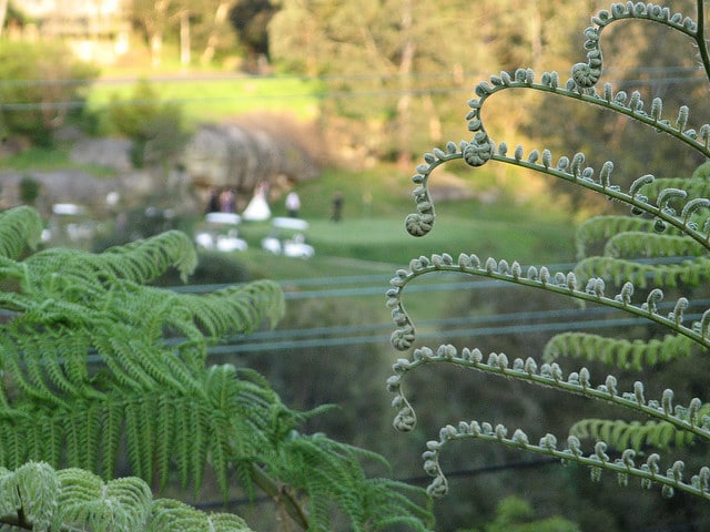 Cyathea cooperi
