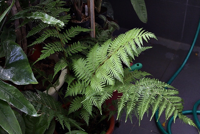 Cyathea cooperi (Cyathea cooperi)