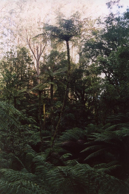 Cyathea cunninghamii (Cyathea cunninghamii)