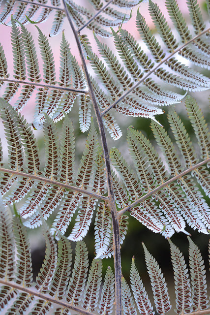 Cyathea dealbata (Cyathea dealbata)