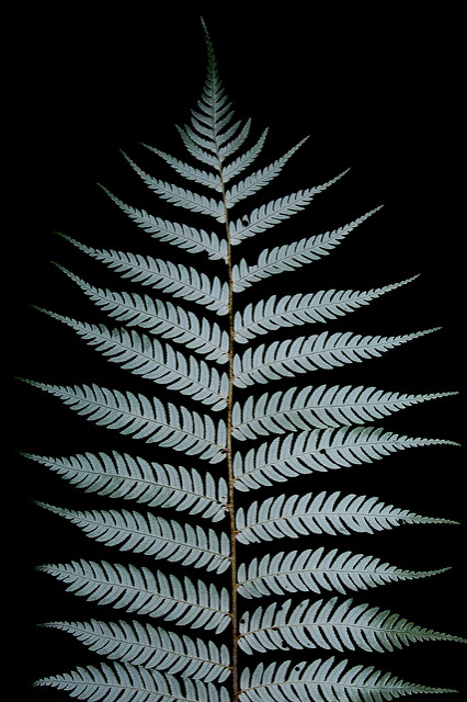Cyathea dealbata