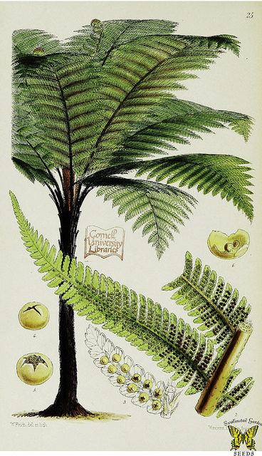 Cyathea medullaris (Cyathea medullaris)