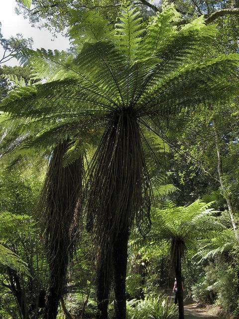 Cyathea smithii (Cyathea smithii)