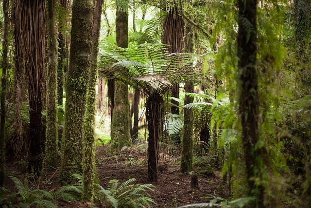 Cyathea smithii
