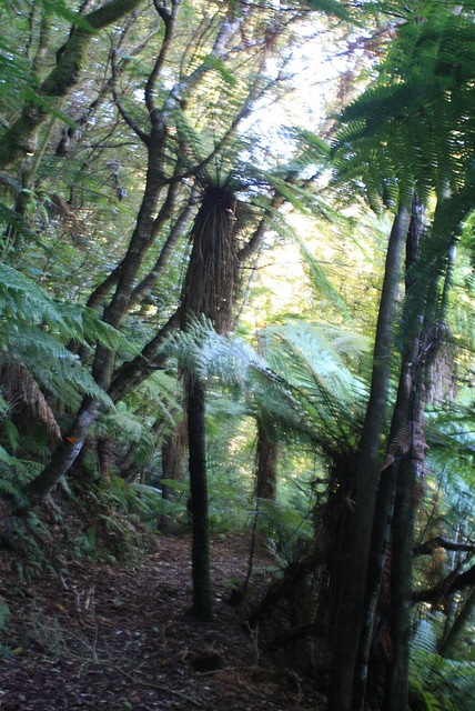 Cyathea smithii