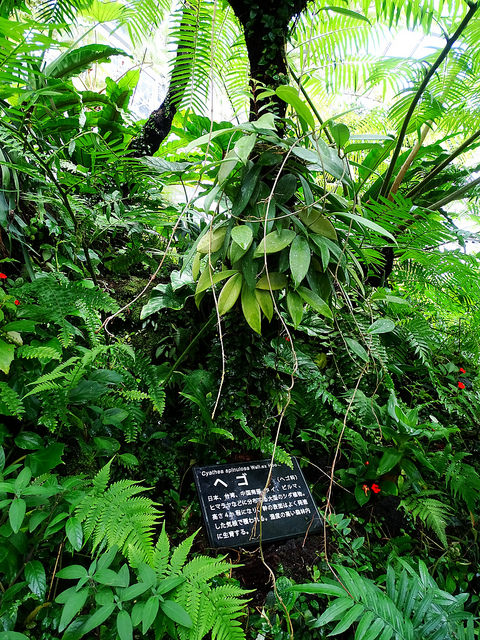 Cyathea spinulosa