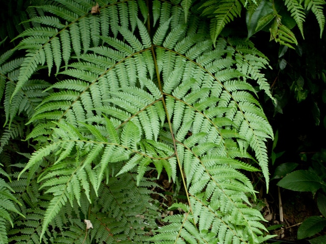 Cyathea spinulosa
