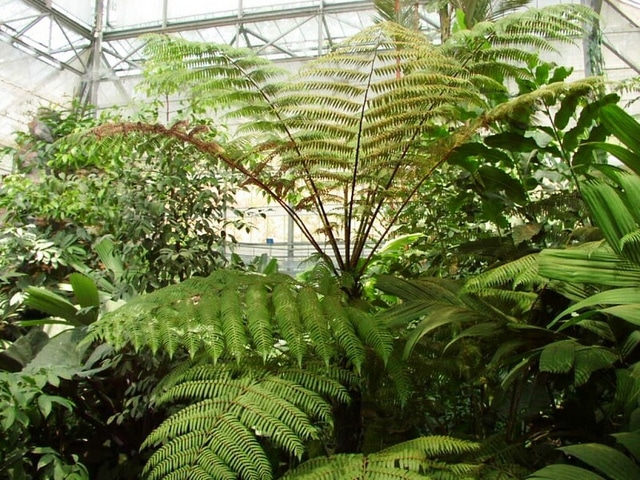 Cyathea spinulosa (Cyathea spinulosa)