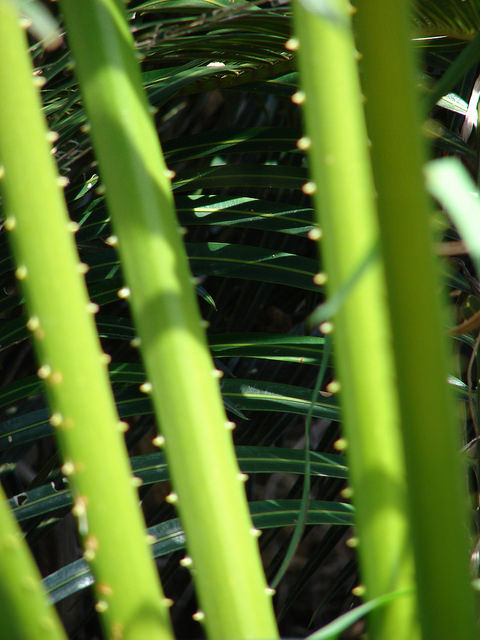 Cycas circinalis