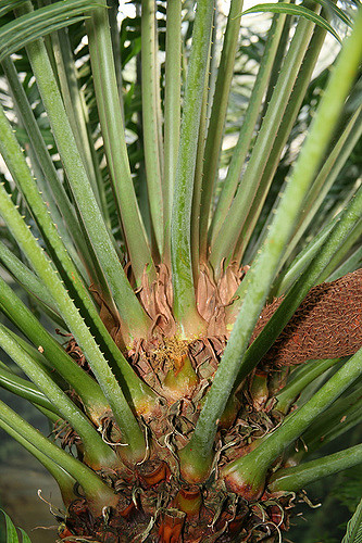 Cycas circinalis