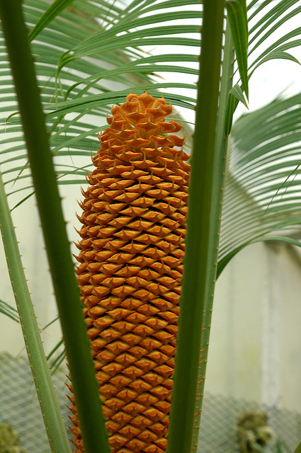 Cycas circinalis