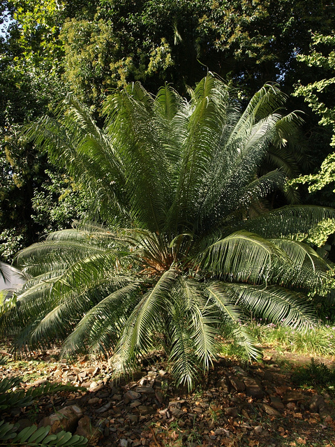 Cycas circinalis