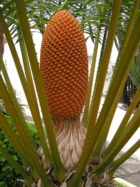 Cycas circinalis