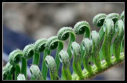 Cycas media (Cycas media)
