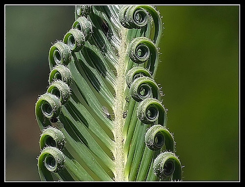 Cycas media