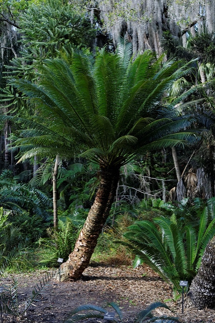 Cycas media