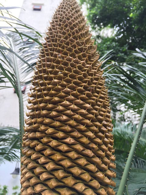 Cycas pectinata (Cycas pectinata)