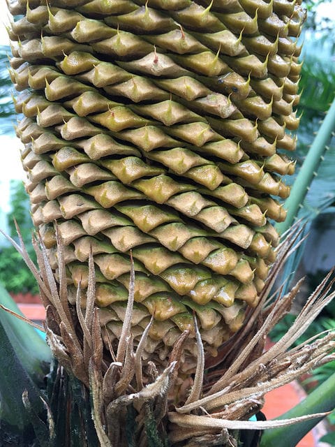 Cycas pectinata