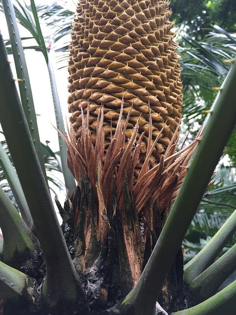Cycas pectinata