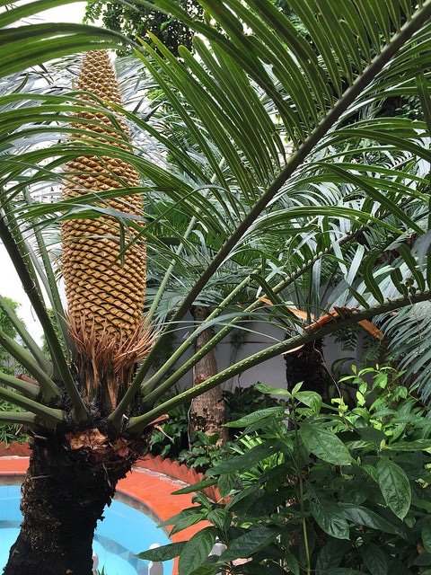 Cycas pectinata