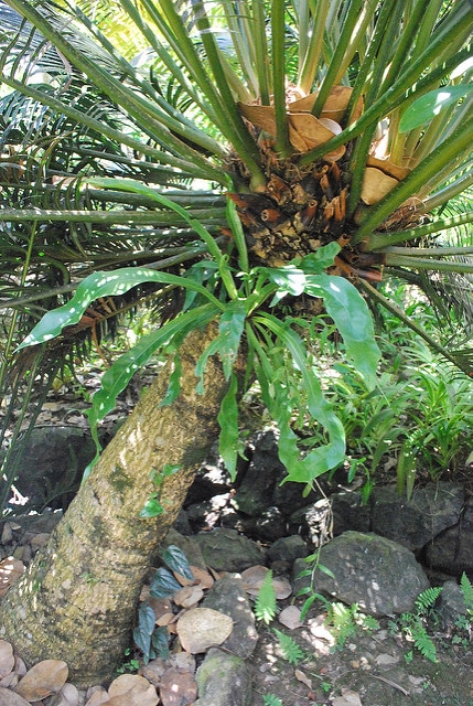 Cycas pectinata