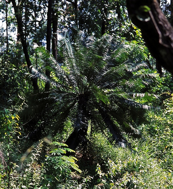 Cycas pectinata