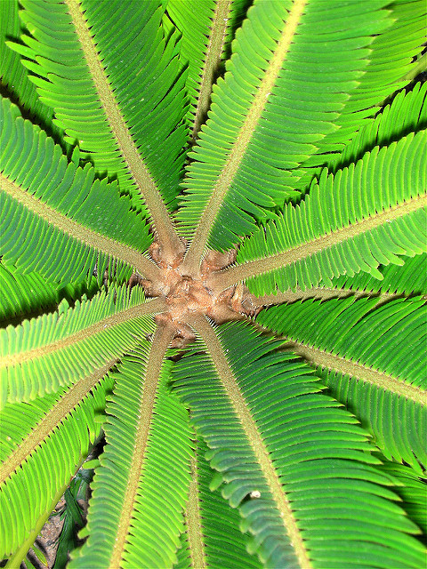 Cycas du japon