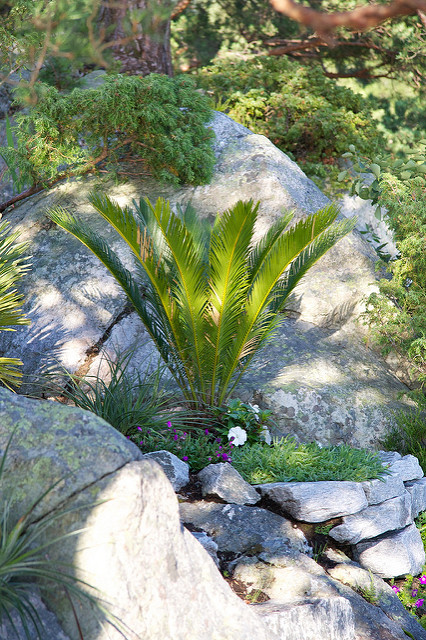 Cycas du japon