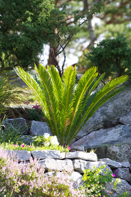 Cycas du japon