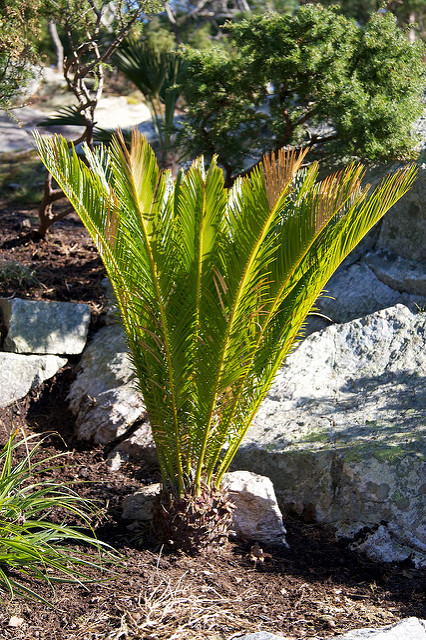 Cycas du japon