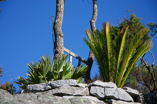 Cycas du japon