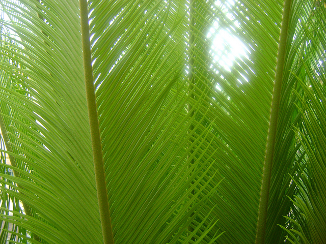 Cycas du japon (Cycas revoluta)