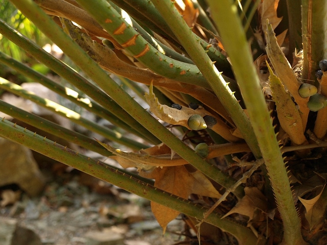 Cycas rumphii