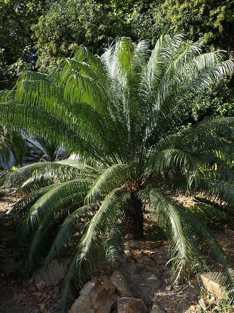 Cycas rumphii