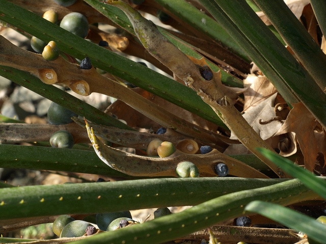 Cycas rumphii