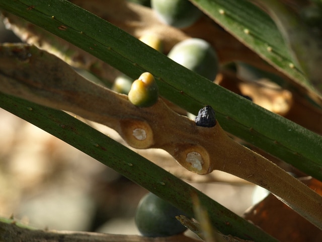 Cycas rumphii