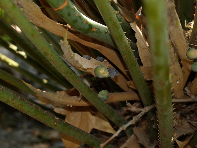 Cycas rumphii